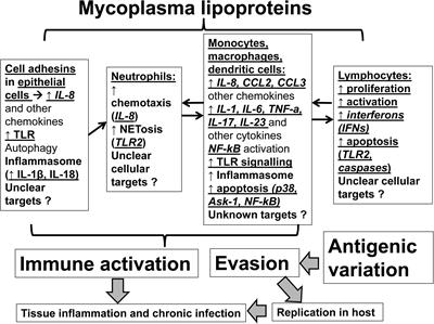 The Role of Lipoproteins in Mycoplasma-Mediated Immunomodulation